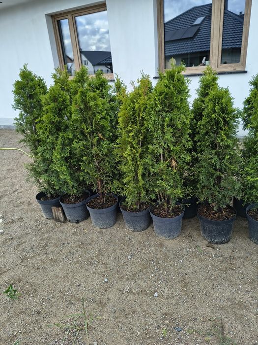 Gęste Thuje Szmaragd