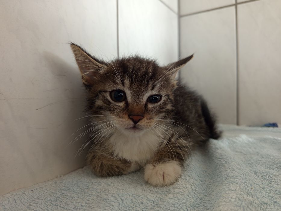 Mały przyjaciel do adopcji