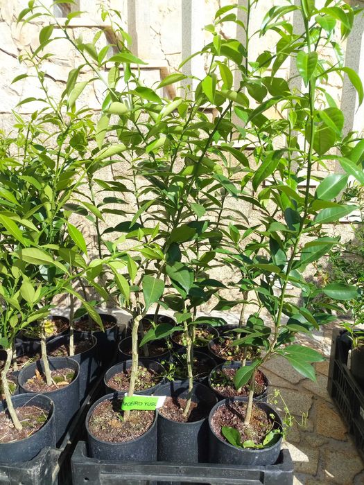 3 Citrus Trees: Finger Lime + Yuzu + Buddha's Hand – Free Shipping!64575348994179122