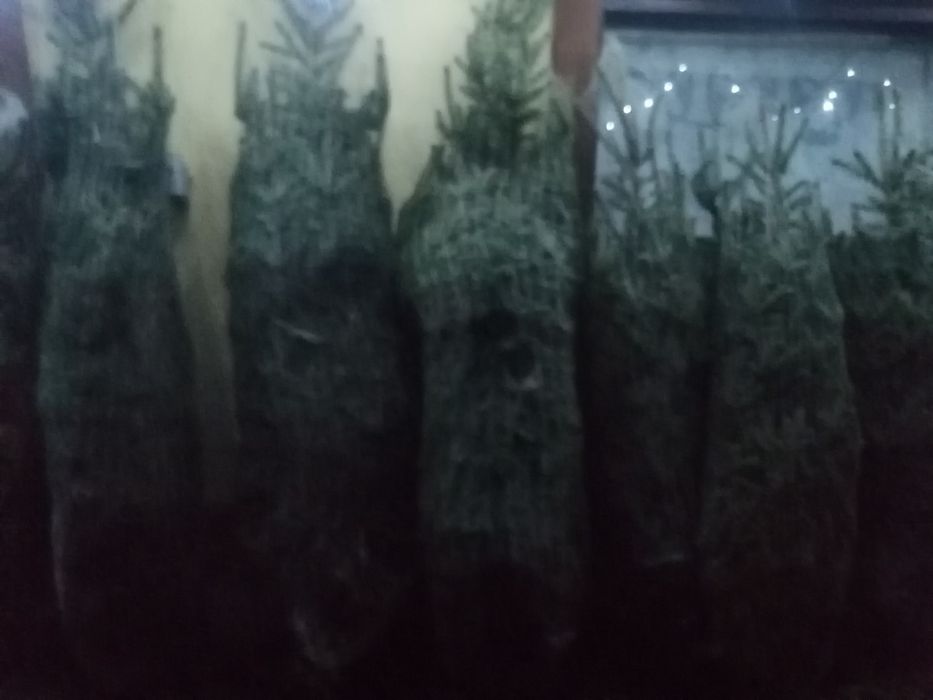 Sprzedaż choinek świątecznych