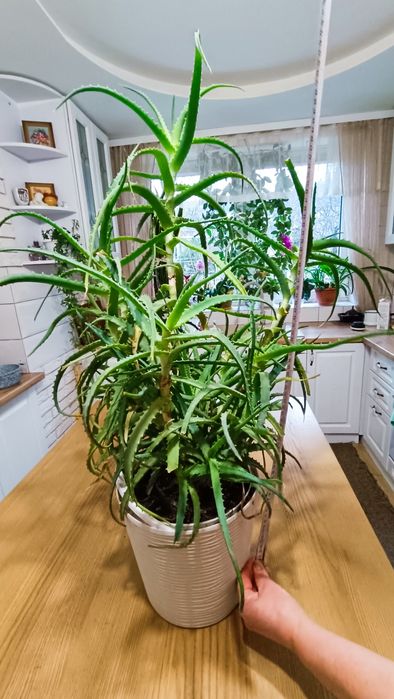 Алое велике продам