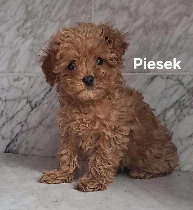 Cavapoo f1 piesek cavalier x pudel toy 11 tyg aktualne