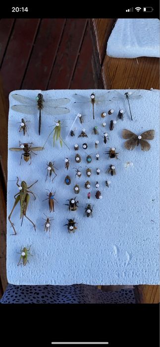 Поодам комах, метеликів, жуків