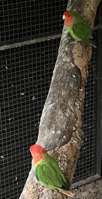 Agaponis roseicollis