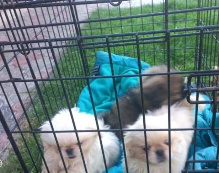 В'язка Королівського пекінеса.