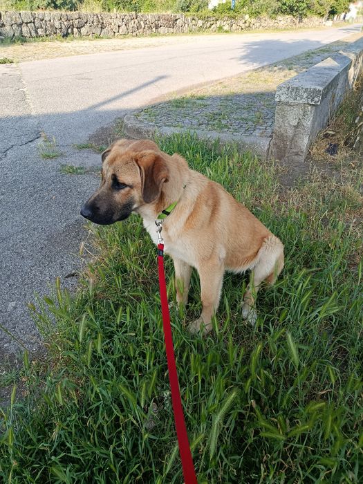 Cadela serra da estrela