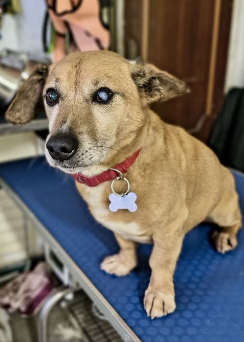 Cão adulto pequeno para adoção responsável