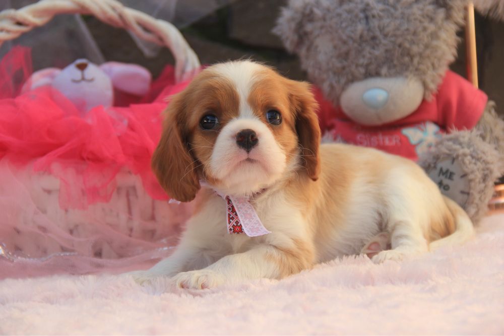 Дівчинка Кавалер Кінг чарльз спаніель
