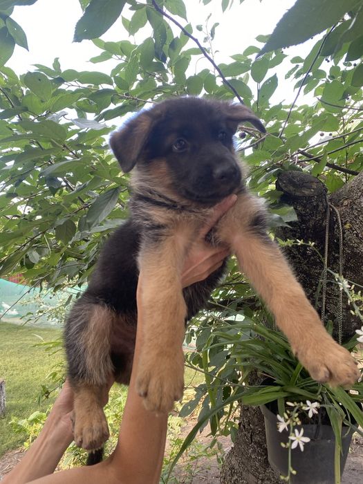 Щенули немецкой овчарки