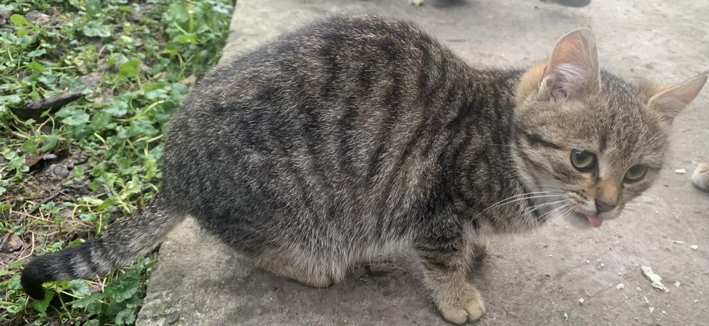 Кішечка, кішка, киця-муркотунка)