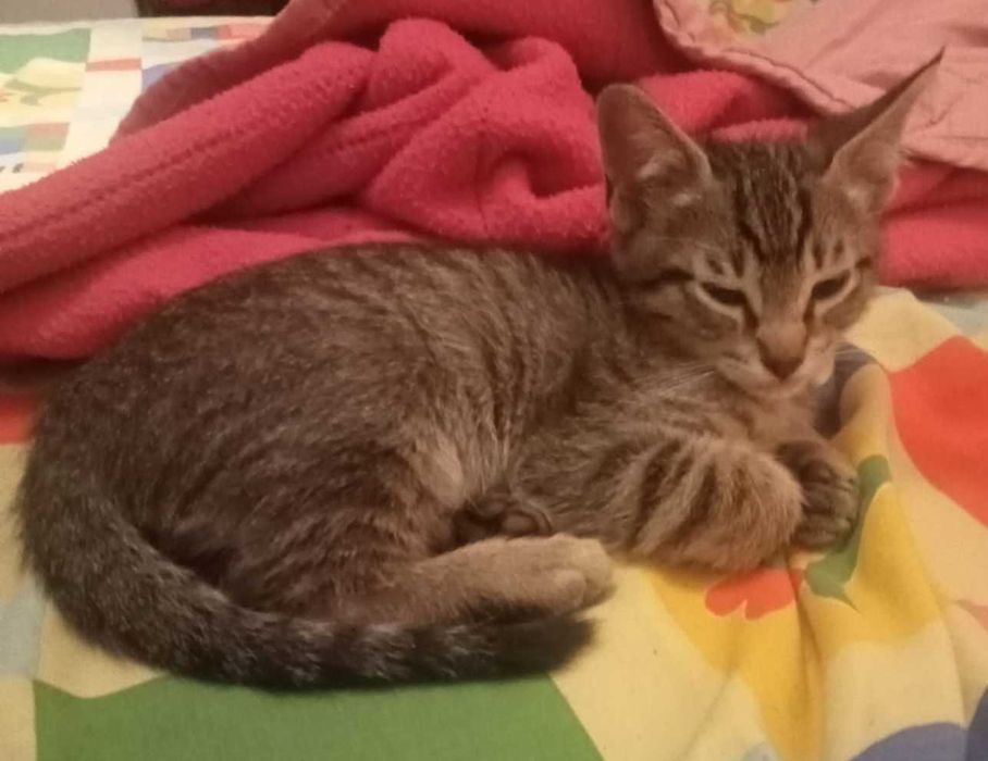 6 gatinhos lindos para adoção responsável