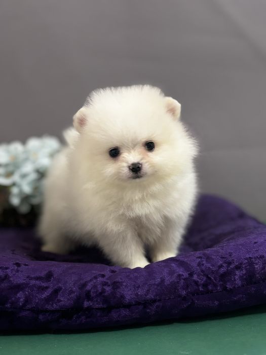 Гавкун померанчик