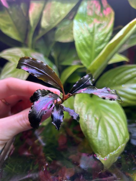 Bucephalandra „Mini red”