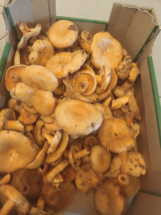grzyby zbierane codziennie