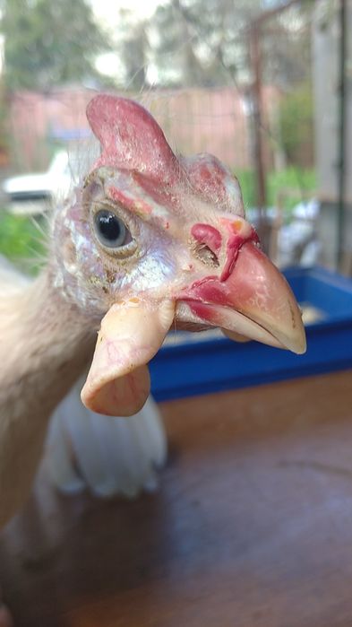 Волжские цесарки: 30 грн. - Сельхоз животные Одесса на Olx