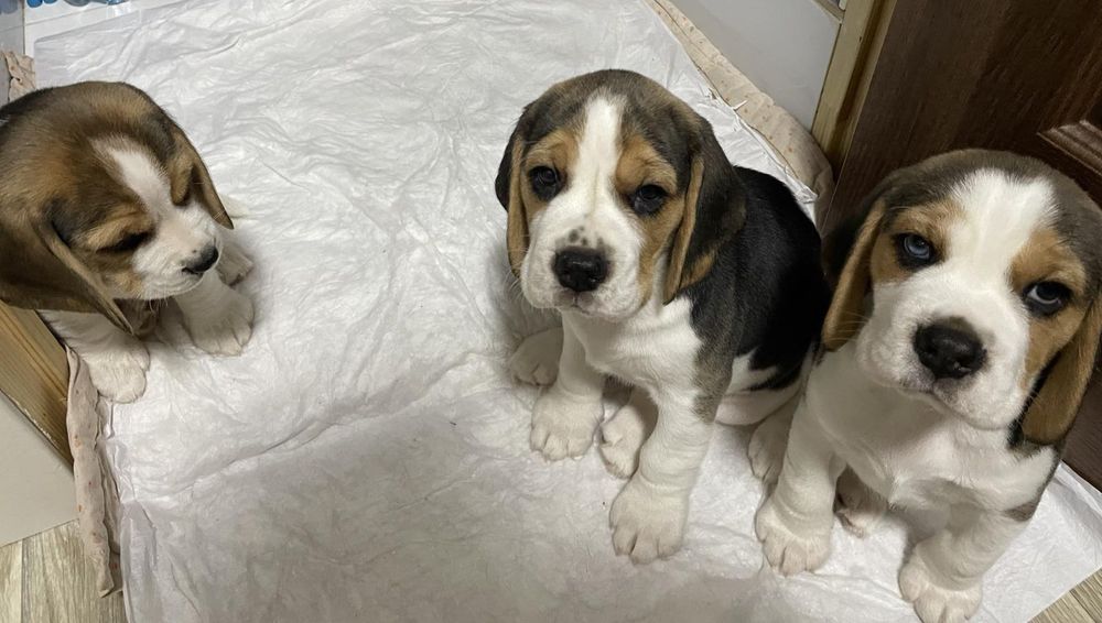 Цуценята бігля, шукають родину