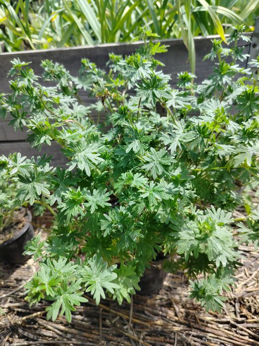 Bodziszek geranium bodziszki ogrodowe