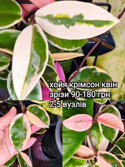 хойя burtonie ds70 variegated, крімсон квін, супер сільвер ескімо, nova ghost, філодендрон ring of fire, спатифілум Jessica x city of angels Indonesia