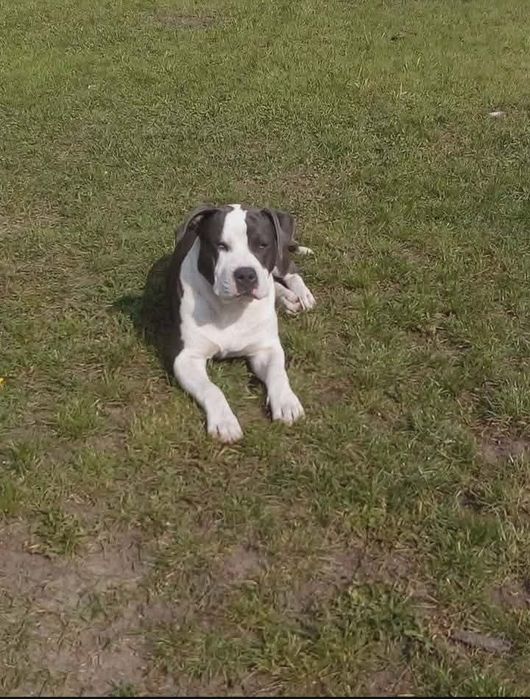 Pies Amstaff szuka domu