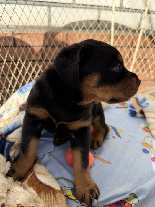 Крупний щенок ротвейлера