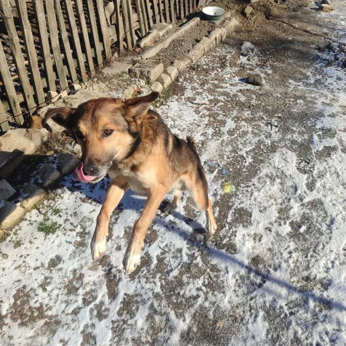 Отдам в добрые руки СРОЧНО СПАСИТЕ