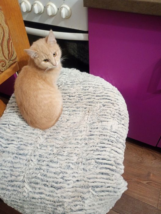 Передержка кошки, так же на длительно, Запорожье