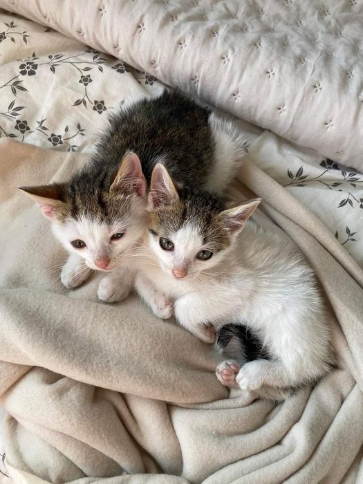 Cypiski, śliczne rodzeństwo z rowu