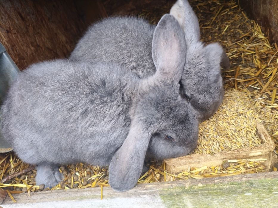 Króliki – zdrowe, domowe, eko karmione do dalszego chowu