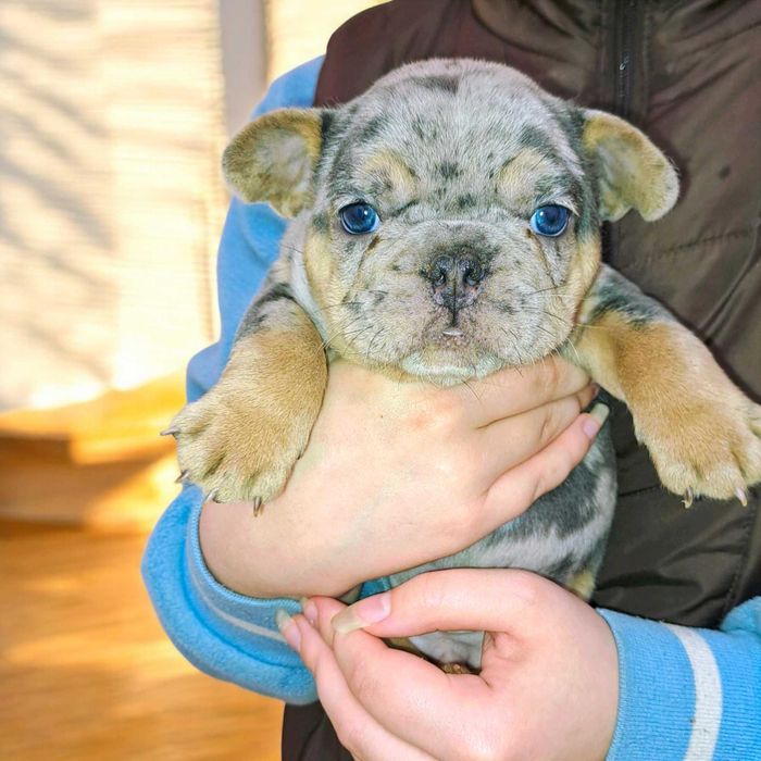 Мерле мальчик топ