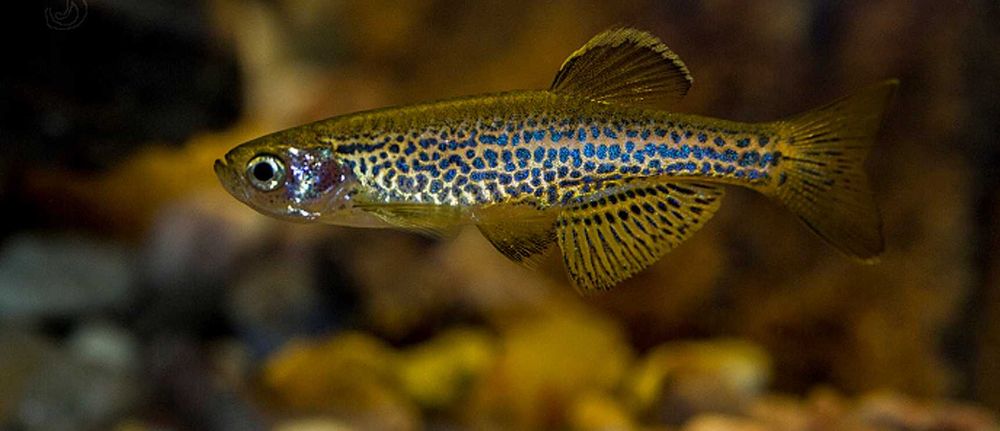 GB Danio Lamparcie, Danio Tygrysie | Pakiet 20 - 49 szt. - dowóz ryb!