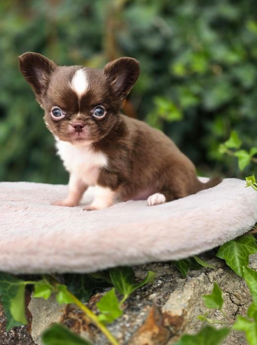 Chihuahua Macho Miniatura Pêlo Longo