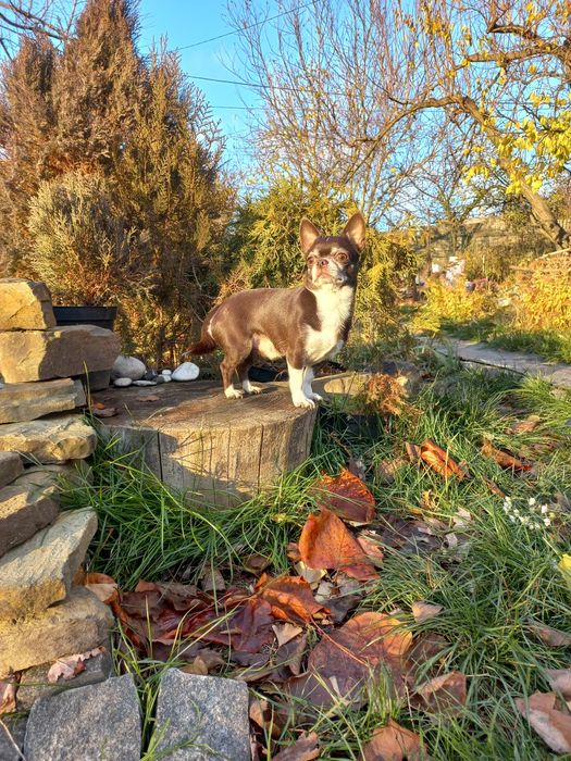 Вязка чихуахуа шоколадный кобель