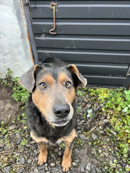 Песик Дік шукає сімʼю