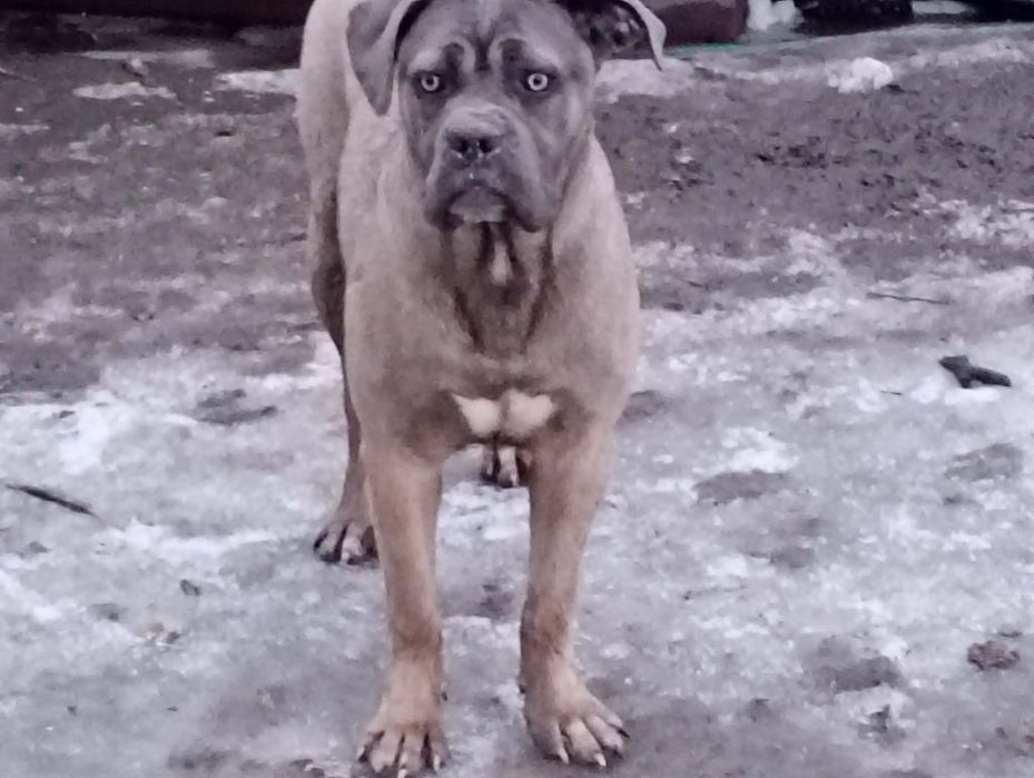 Cane Corso sunia formentino
