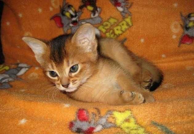 Абиссинская кошечка