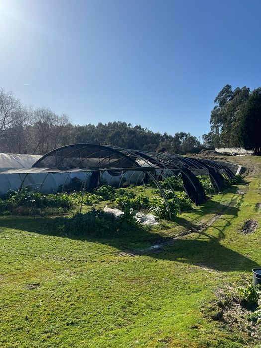 Estufa Agrícola em Tunel