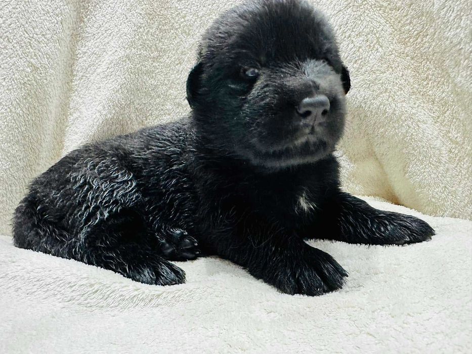 Pastor Alemão cor preto