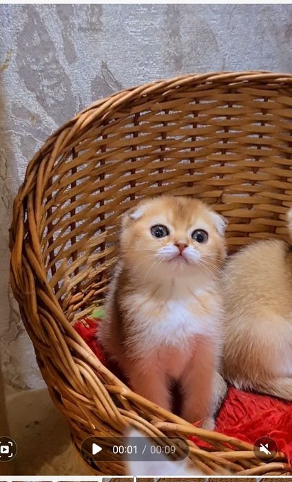 Класнючий мальчик золотая шиншилла