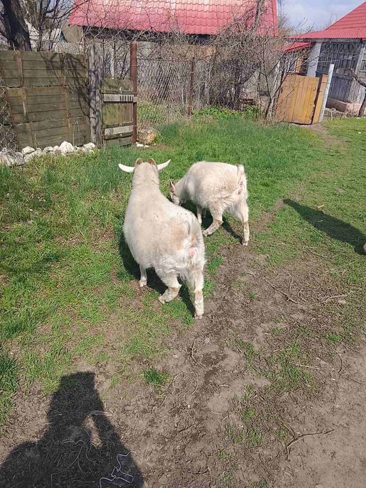 Козы зааненской породы