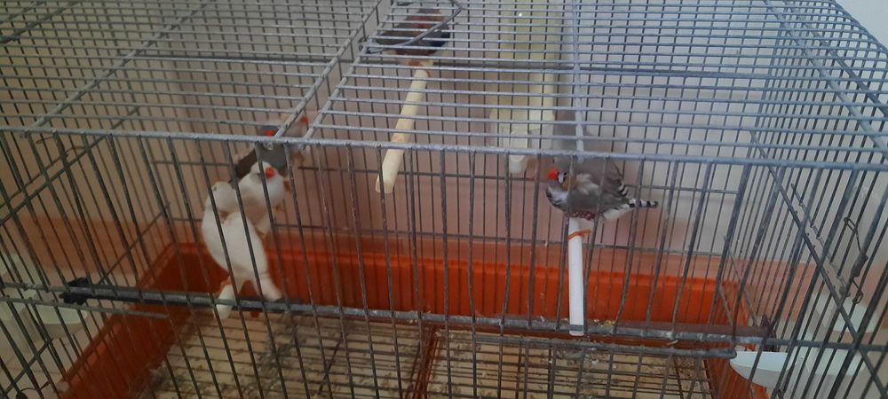 mandarins de várias cores