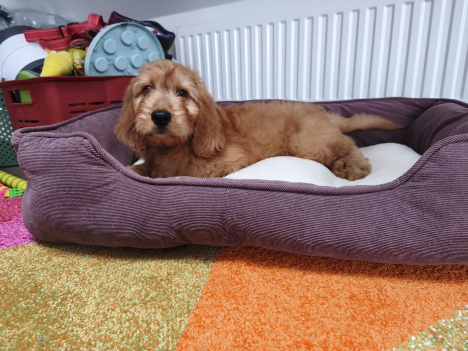 Irishdoodle Doodle goldendoodle seter badania genetyczne
