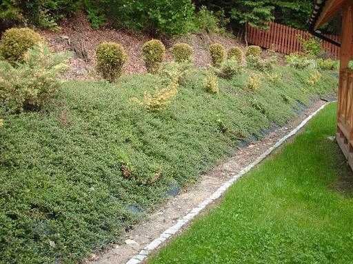 Irga Ursynów idealna roślina na skarpę rabaty zamiast jałowiec bluszcz