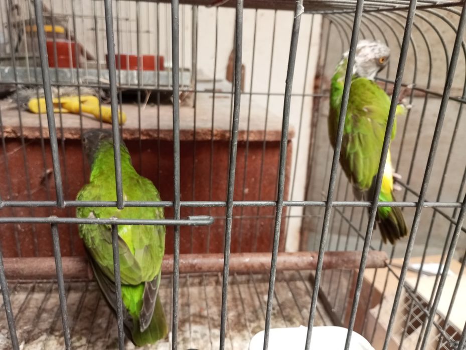 Casal papagaios do Senegal