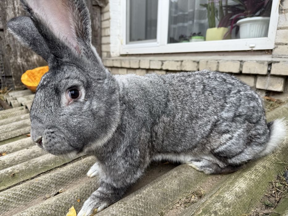 Фландер Європейська шиншила Полтавське срібло Кролі Кроленята