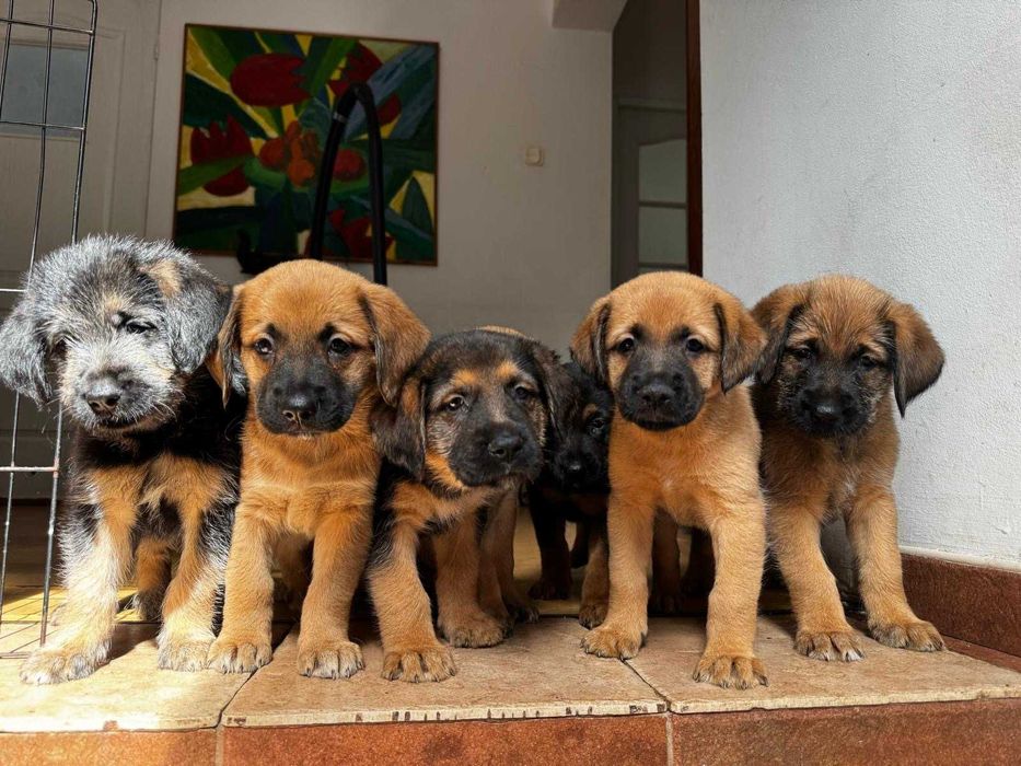 Siedmiu wspaniałych do adopcji . Dla wielbicieli dużych psów