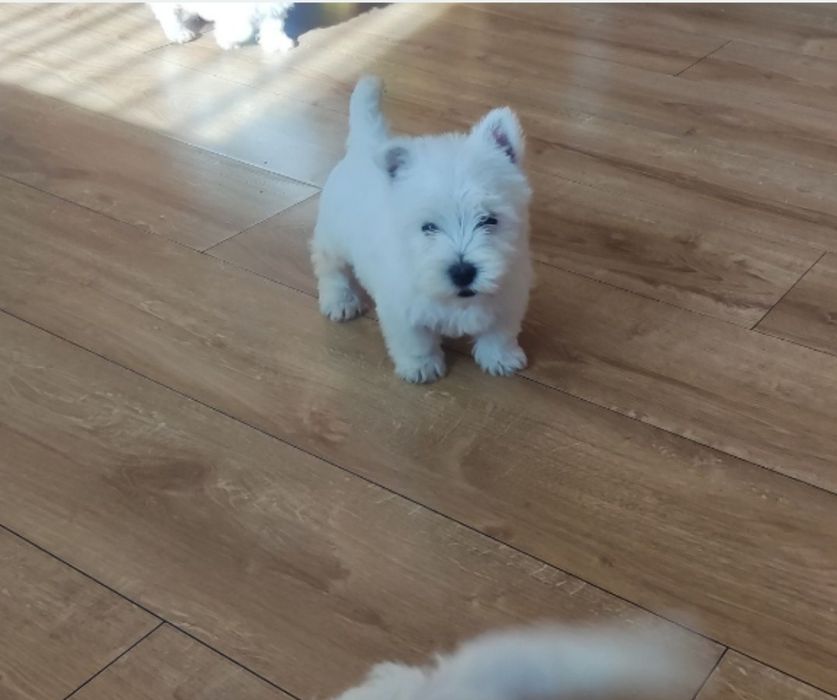 West highland terrier