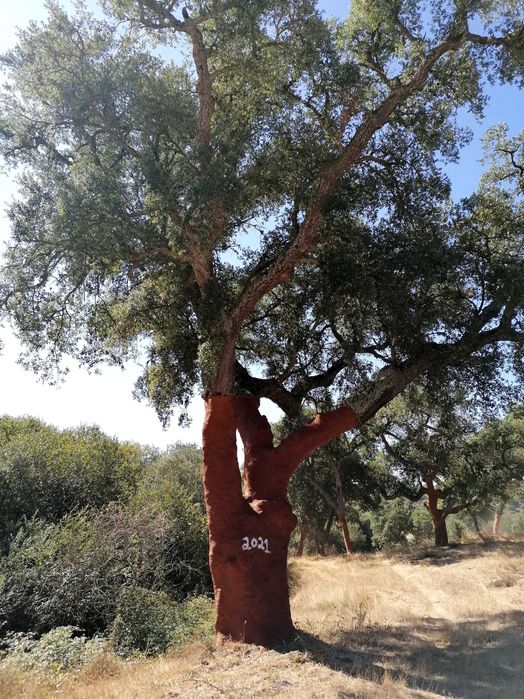 Cortiça na Árvore (Comércio e Extração)