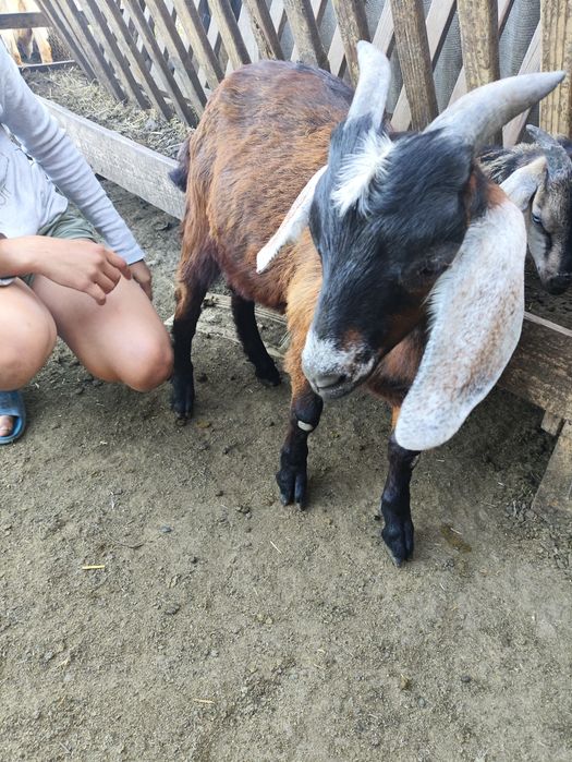 Продам козликов.