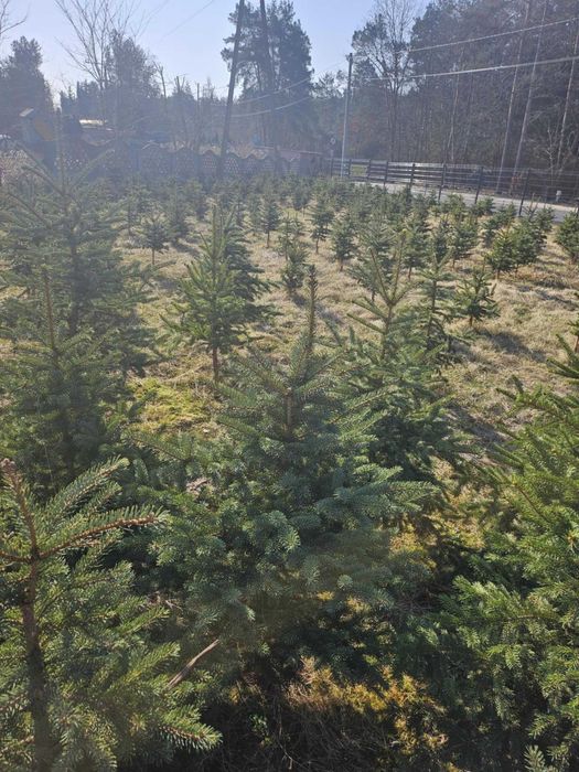 Sprzedam choinki kopane