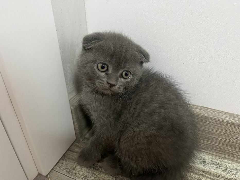 Котики висловухі